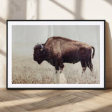48406-MGC-FP-36x24_Black-American Bison Wall Art – Rustic Buffalo Canvas Print in Prairie Field, Western Wildlife Photography Decor for Cabin, Lodge,