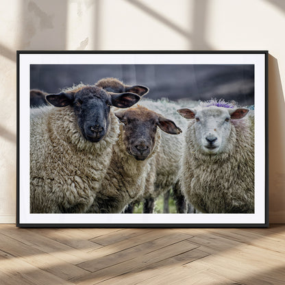 18418-MGC-FP-36x24_Black-Sheep Wall Art Canvas Print, Framed Farmhouse Sheep Art Picture Print, Sheep Herd Perfect Rustic Farmhouse Decor Artwork