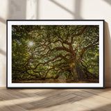 57983-MGC-FP-36x24_Black-Angel Oak Tree Wall Art Canvas Print, Framed Oak Tree Art Picture Print, Angel Oak Perfect Rustic Nature Decor Artwork