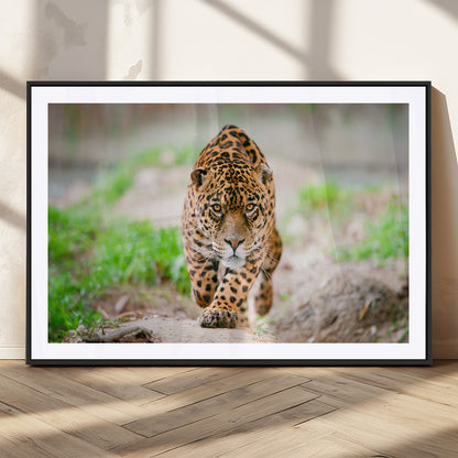 75066-MGC-FP-36x24_Black-Leopard Wall Art Canvas Print, Framed Wild Animal Art Picture Print, Blue Eye Leopard Perfect Wild Minimal Decor Artwork