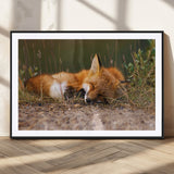 25085-MGV-CV-36X24-Sleeping Fox Wall Art Canvas Print, Framed Rustic Fox Art Picture Print, Wildlife Animal Perfect Rustic Farmhouse Decor Artwork