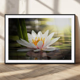 40478-MGC-FP-36x24_Black-Water Lily Wall Art – White Lotus Flower Canvas Print with Sunlight Reflection, Serene Botanical Artwork for Living Room, Bedroom,