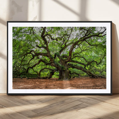 51255351-MGC-FP-36x24_Black-Ancient Tree Wall Art – Majestic Oak Canvas Print, Large Nature Photography, Sacred Forest Landscape Wall Décor, Wisdom Tree