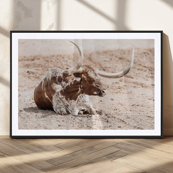 25407592-MGC-FP-36x24_Black-Texas Longhorn Wall Art Canvas Print, Framed Resting Bull Art Picture Print, Spotted Cattle Perfect Rustic Western Decor Artwork
