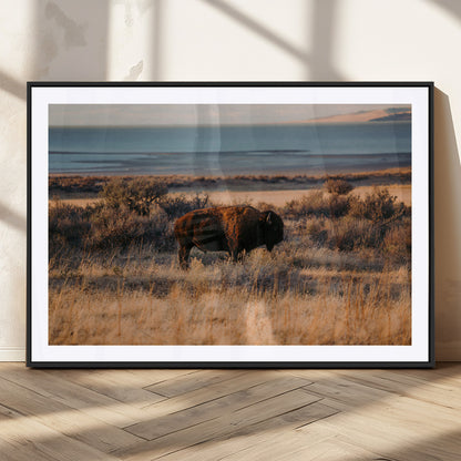 39509187-MGC-FP-36x24_Black-Western Wildlife Wall Art Canvas Print, Framed Bison Art Picture Print, Golden Hour Perfect Western Rustic Decor Artwork