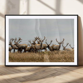 42170220-MGC-FP-36x24_Black-Elk Herd Wall Art Canvas Print, Framed Wildlife Photography Art Picture Print, Majestic Antlers Perfect Rustic Wildlife Decor