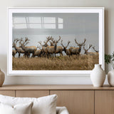 42170220-MGV-CV-36X24-Elk Herd Wall Art Canvas Print, Framed Wildlife Photography Art Picture Print, Majestic Antlers Perfect Rustic Wildlife Decor