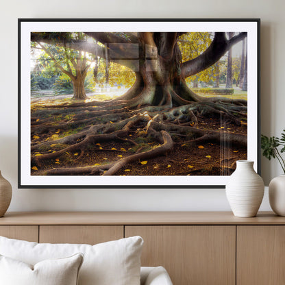 53335-MGV-CV-36X24-Majestic Tree with Sprawling Roots Wall Art – Serene Sunlit Park Scene, Nature Canvas Print, Perfect for Living Room, Office or