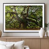 29407-MGC-FP-36x24_Black-Ancient Oak Tree Wall Art – Majestic Nature Canvas Print, Large Tree Photography Decor for Living Room