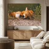 25085-MGV-CV-36X24-Sleeping Fox Wall Art Canvas Print, Framed Rustic Fox Art Picture Print, Wildlife Animal Perfect Rustic Farmhouse Decor Artwork
