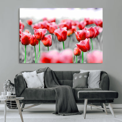 44554-MGV-CV-36X24-Vibrant red tulips stand out beautifully against a black-and-white background, making a striking decor piece perfect for any home
