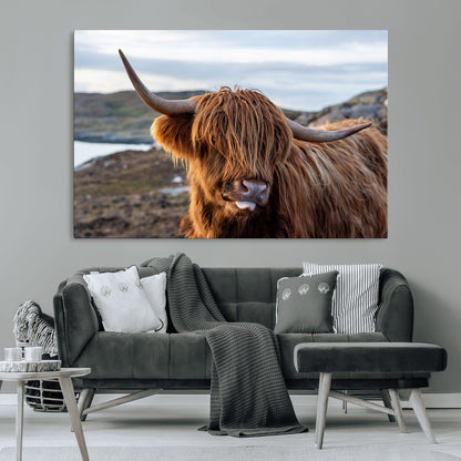 71222-MGV-CV-36X24-A playful Highland cow with shaggy fur sticks out its tongue, set against a rugged landscape — perfect for quirky home or office