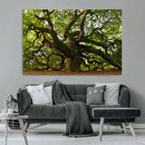 29407-MGV-CV-36X24-Ancient Oak Tree Wall Art – Majestic Nature Canvas Print, Large Tree Photography Decor for Living Room or Office
