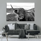 83810-MGV-CV-36X24-Highland Cow Wall Art – Black and White Highland Cattle Print, Rustic Farmhouse Animal Decor for Living Room