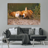 25085-MGV-CV-36X24-Sleeping Fox Wall Art Canvas Print, Framed Rustic Fox Art Picture Print, Wildlife Animal Perfect Rustic Farmhouse Decor Artwork