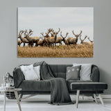 42170220-MGV-CV-36X24-Elk Herd Wall Art Canvas Print, Framed Wildlife Photography Art Picture Print, Majestic Antlers Perfect Rustic Wildlife Decor