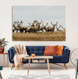 42170220-MGV-CV-36X24-Elk Herd Wall Art Canvas Print, Framed Wildlife Photography Art Picture Print, Majestic Antlers Perfect Rustic Wildlife Decor