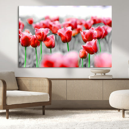 44554-MGV-CV-36X24-Vibrant red tulips stand out beautifully against a black-and-white background, making a striking decor piece perfect for any home