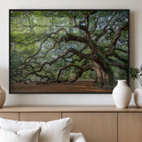 MGV-FP-36X24-3P - Historic Tree Wall Art Canvas Print, Framed Mossy Tree Art Picture Print, Twisted Branches Perfect Nature Southern Decor Artwork