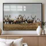 42170220-MGV-FP-36X24-3P_Black-Elk Herd Wall Art Canvas Print, Framed Wildlife Photography Art Picture Print, Majestic Antlers Perfect Rustic Wildlife Decor