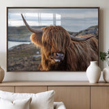 71222-MGV-FP-36X24-3P_Walnut-A playful Highland cow with shaggy fur sticks out its tongue, set against a rugged landscape — perfect for quirky home or office