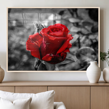 84671-MGV-FP-36X24-3P_Natural-Red Rose Wall Art – Vibrant Single Bloom Canvas Print with Black and White Background, Elegant Floral Decor for Living Room,