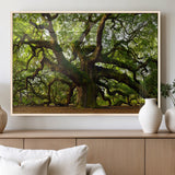 29407-MGV-FP-36X24-3P_Natural-Ancient Oak Tree Wall Art – Majestic Nature Canvas Print, Large Tree Photography Decor for Living Room or Office