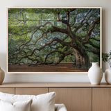 MGV-FP-36X24-3P - Historic Tree Wall Art Canvas Print, Framed Mossy Tree Art Picture Print, Twisted Branches Perfect Nature Southern Decor Artwork