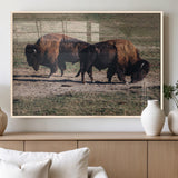 58141885-MGV-FP-36X24-3P_Natural-Bison Photography Wall Art Canvas Print, Framed Western Wildlife Art Picture Print, Modern Ranch Perfect Western Rustic Decor