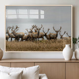 42170220-MGV-FP-36X24-3P_Natural-Elk Herd Wall Art Canvas Print, Framed Wildlife Photography Art Picture Print, Majestic Antlers Perfect Rustic Wildlife Decor