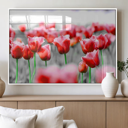 44554-MGV-FP-36X24-3P_White-Vibrant red tulips stand out beautifully against a black-and-white background, making a striking decor piece perfect for any home