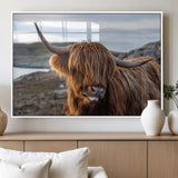 71222-MGV-FP-36X24-3P_White-A playful Highland cow with shaggy fur sticks out its tongue, set against a rugged landscape — perfect for quirky home or office