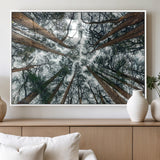 18790-MGV-FP-36X24-3P_White-Pine Canopy Wall Art – Panoramic View of Towering Pines Canvas Print, Nature-Inspired Decor for Office, Cabin or Living Room