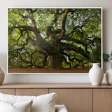 29407-MGV-FP-60X30-3P_White-Ancient Oak Tree Wall Art – Majestic Nature Canvas Print, Large Tree Photography Decor for Living Room