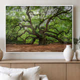 51255351-MGV-FP-36X24-3P_White-Ancient Tree Wall Art – Majestic Oak Canvas Print, Large Nature Photography, Sacred Forest Landscape Wall Décor, Wisdom Tree