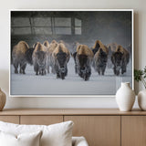 41669135-MGV-FP-36X24-3P_White-Bison Herd Scene Wall Art Canvas Print, Framed Rustic Wildlife Decor Art Picture Print, Snowy Bison Landscape Perfect Rustic