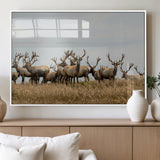 42170220-MGV-FP-36X24-3P_White-Elk Herd Wall Art Canvas Print, Framed Wildlife Photography Art Picture Print, Majestic Antlers Perfect Rustic Wildlife Decor