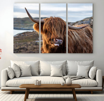71222-MGV-CV-36X24-A playful Highland cow with shaggy fur sticks out its tongue, set against a rugged landscape — perfect for quirky home or office