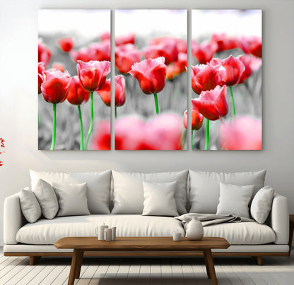 44554-MGV-CV-36X24-Vibrant red tulips stand out beautifully against a black-and-white background, making a striking decor piece perfect for any home
