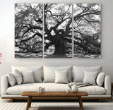 81655611-MGV-CV-36X24-Ancient Oak Wall Art Canvas Print, Framed Twisted Branches Art Picture Print, Gnarled Tree Perfect Moody Nature Decor Artwork
