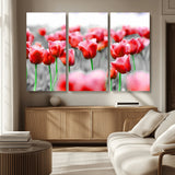 44554-MGV-CV-36X24-Vibrant red tulips stand out beautifully against a black-and-white background, making a striking decor piece perfect for any home