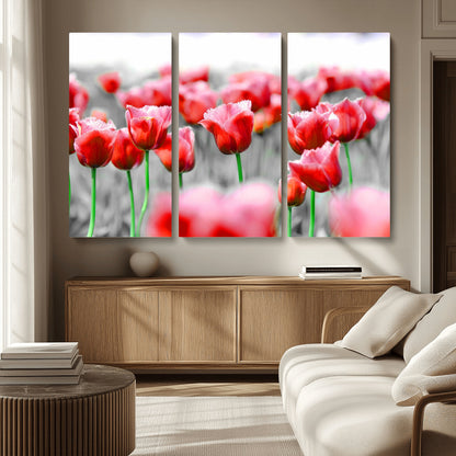44554-MGV-CV-36X24-Vibrant red tulips stand out beautifully against a black-and-white background, making a striking decor piece perfect for any home