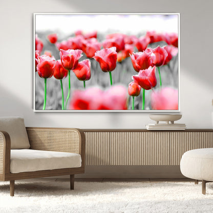 44554-MGV-CV-36X24-Vibrant red tulips stand out beautifully against a black-and-white background, making a striking decor piece perfect for any home
