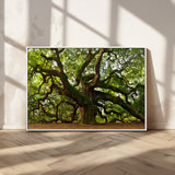 29407-MGV-CV-36X24-Ancient Oak Tree Wall Art – Majestic Nature Canvas Print, Large Tree Photography Decor for Living Room