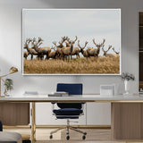 42170220-MGV-CV-36X24-Elk Herd Wall Art Canvas Print, Framed Wildlife Photography Art Picture Print, Majestic Antlers Perfect Rustic Wildlife Decor