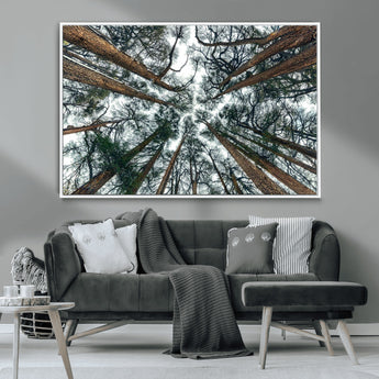 18790-MGV-CV-36X24-Pine Canopy Wall Art – Panoramic View of Towering Pines Canvas Print, Nature-Inspired Decor for Office, Cabin or Living Room