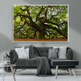 29407-MGV-FC-36X24_White-Ancient Oak Tree Wall Art – Majestic Nature Canvas Print, Large Tree Photography Decor for Living Room or Office