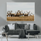 42170220-MGV-CV-36X24-Elk Herd Wall Art Canvas Print, Framed Wildlife Photography Art Picture Print, Majestic Antlers Perfect Rustic Wildlife Decor