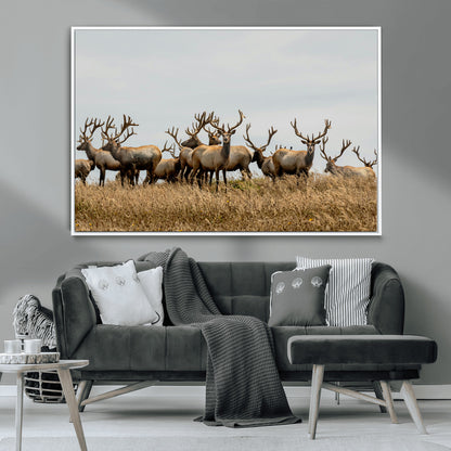 42170220-MGV-CV-36X24-Elk Herd Wall Art Canvas Print, Framed Wildlife Photography Art Picture Print, Majestic Antlers Perfect Rustic Wildlife Decor