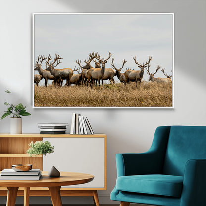 42170220-MGV-FC-36X24_White-Elk Herd Wall Art Canvas Print, Framed Wildlife Photography Art Picture Print, Majestic Antlers Perfect Rustic Wildlife Decor